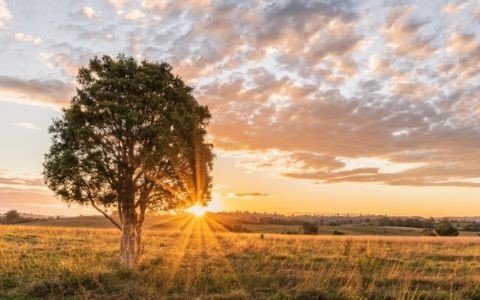 a tree with a sun set scene in the background