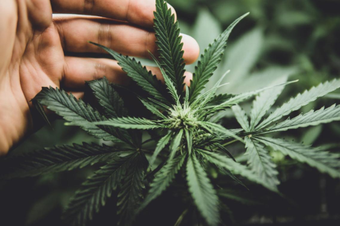 cannabis 