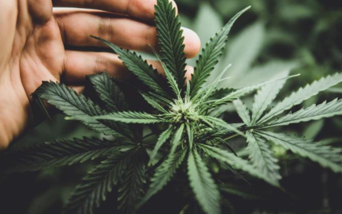 cannabis 